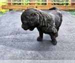 Small #5 Goldendoodle