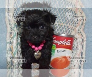 Poodle (Toy)-Yorkshire Terrier Mix Puppy for sale in SANGER, TX, USA