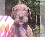 Small #4 Great Dane