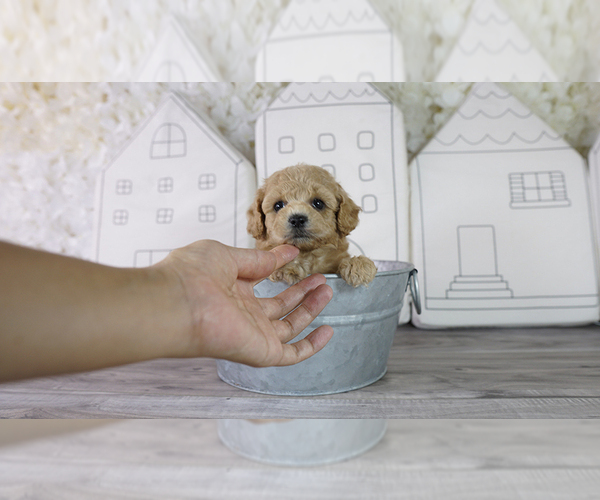 Medium Photo #2 Maltipoo Puppy For Sale in FULLERTON, CA, USA