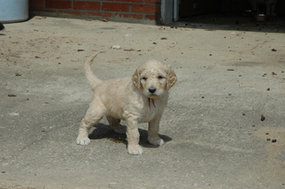 Goldendoodle Puppy for sale in GEORGETOWN, IN, USA