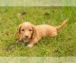 Puppy 4 Dachshund