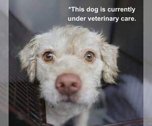 Mutt Dogs for adoption in San Antonio, TX, USA