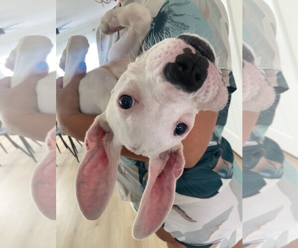Medium Photo #5 Boxer Puppy For Sale in  Katy, TX, USA