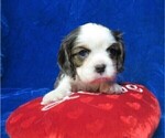Small Photo #9 Cavalier King Charles Spaniel Puppy For Sale in NORWOOD, MO, USA