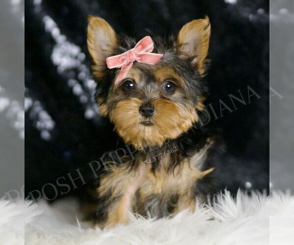 Medium Photo #1 Yorkshire Terrier Puppy For Sale in WARSAW, IN, USA