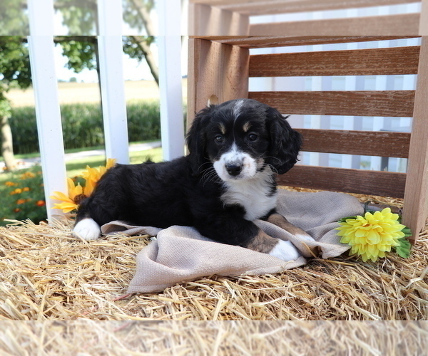 Medium Photo #4 Miniature Bernedoodle Puppy For Sale in SHILOH, OH, USA