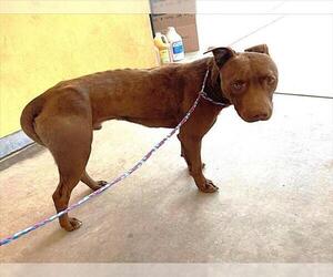 American Pit Bull Terrier Dogs for adoption in Tracy, CA, USA