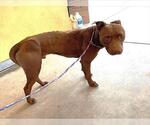 Small American Pit Bull Terrier