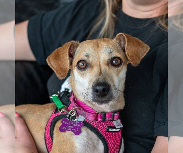 Medium Photo #8 Dachshund-Unknown Mix Puppy For Sale in Mundelein, IL, USA