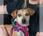 Small #7 Dachshund Mix