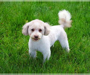 Poodle (Miniature) Puppy for sale in SYRACUSE, IN, USA