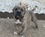 Puppy Simba Cane Corso