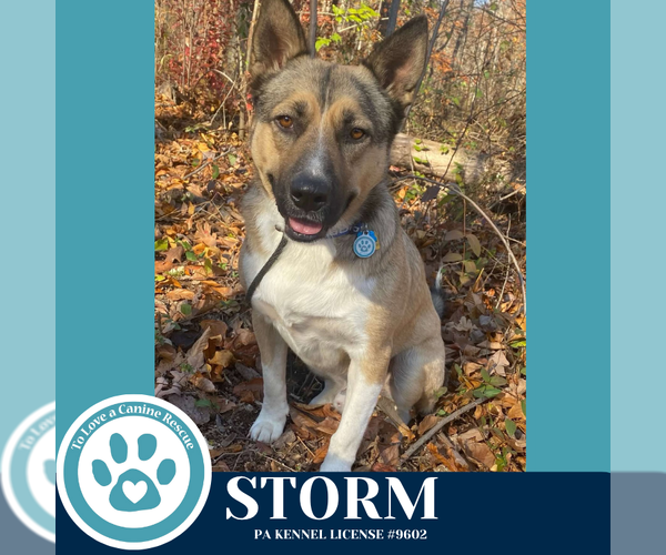 Medium Photo #4 Gerberian Shepsky Puppy For Sale in Kimberton, PA, USA