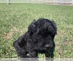 Portuguese Water Dog Puppy for sale in LAKEVIEW, MI, USA