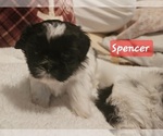 Small Photo #8 Shih Tzu Puppy For Sale in REPUBLIC, MO, USA