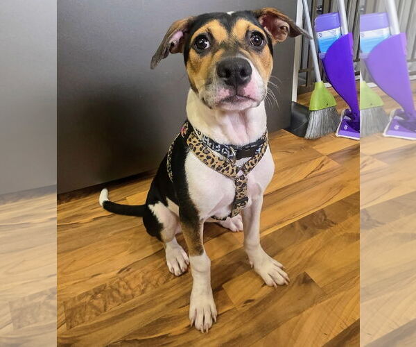 Medium Photo #4 American Staffordshire Terrier-Unknown Mix Puppy For Sale in Princeton, MN, USA