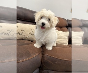 Coton de Tulear Puppy for sale in NO POTOMAC, MD, USA