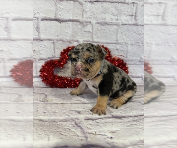 Medium Photo #3 French Bulldog Puppy For Sale in ELKHORN, WI, USA