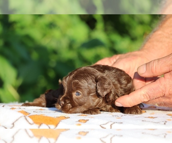 Medium Photo #10 ShihPoo Puppy For Sale in DYERSBURG, TN, USA