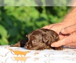 Small #9 ShihPoo