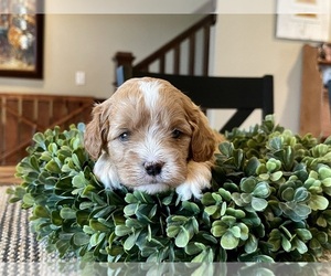Cavapoo Puppy for sale in COAL CITY, IN, USA