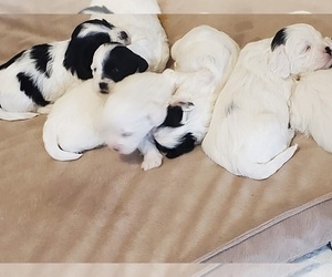 ShihPoo Puppy for sale in GLEN ALLEN, VA, USA