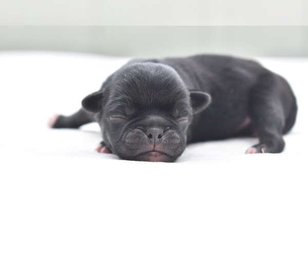 Medium Photo #4 Pug Puppy For Sale in PALM COAST, FL, USA