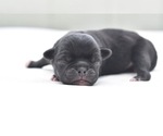 Small #3 Pug