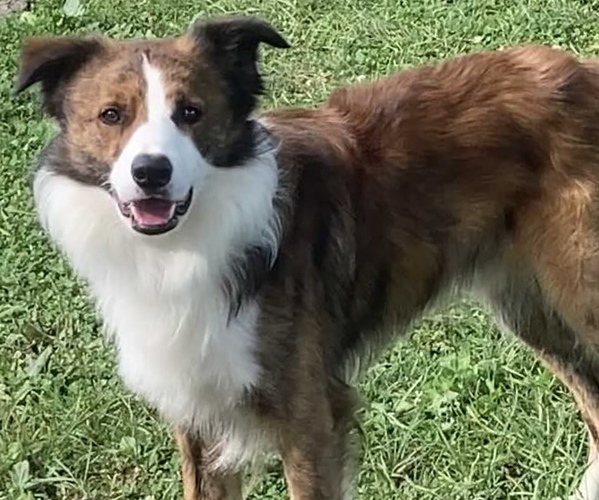 Medium Photo #1 Border Collie Puppy For Sale in CARLISLE, KY, USA