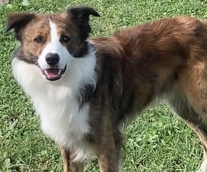 Father of the Border Collie puppies born on 08/28/2025