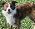 Small Photo #1 Border Collie Puppy For Sale in CARLISLE, KY, USA