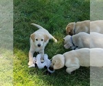 Small #7 Labrador Retriever