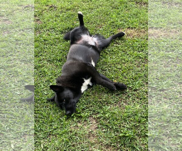 Medium Photo #15 Mutt Puppy For Sale in Spring, TX, USA