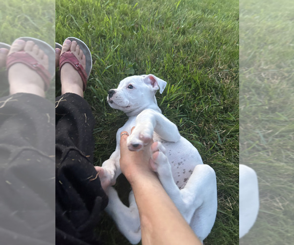 Medium Photo #14 Boxer Puppy For Sale in STRUM, WI, USA