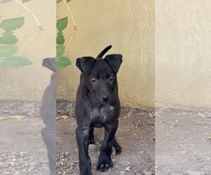 German Shepherd Dog-Unknown Mix Dogs for adoption in MIDWAY, UT, USA