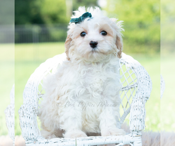 Medium Photo #69 Maltipoo (Miniature) Puppy For Sale in WARSAW, IN, USA