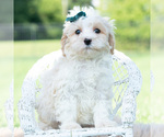 Small Photo #69 Maltipoo (Miniature) Puppy For Sale in WARSAW, IN, USA