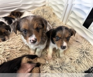 Yorkshire Terrier Litter for sale in CANYON, TX, USA
