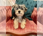 Small Photo #3 Morkie Puppy For Sale in LEBANON, MO, USA