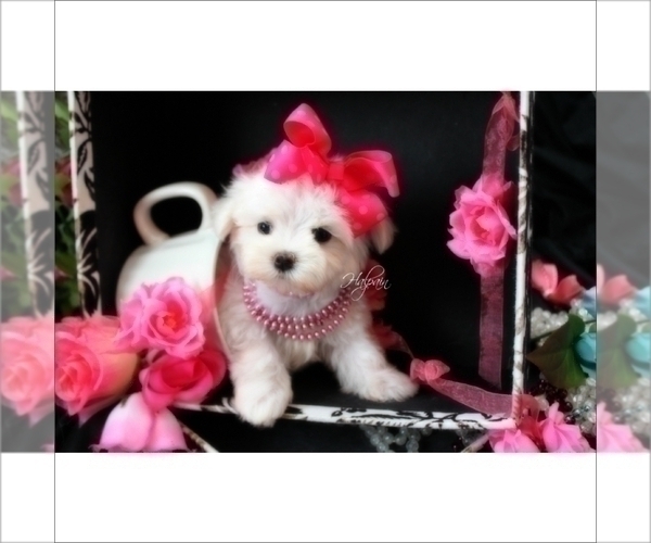 Medium Photo #1 Maltese Puppy For Sale in MIAMI, FL, USA