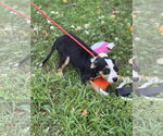 Small #2 Mutt