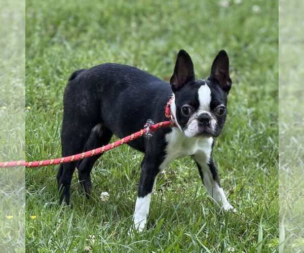 Medium Photo #2 Boston Terrier Puppy For Sale in Yardley, PA, USA