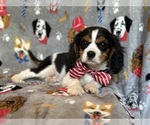 Small #1 Cavalier King Charles Spaniel