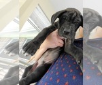 Small Photo #4 Great Dane Puppy For Sale in MANSFIELD, TX, USA