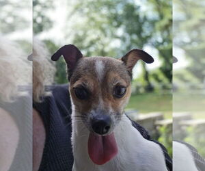 Mutt Dogs for adoption in Morganville, NJ, USA