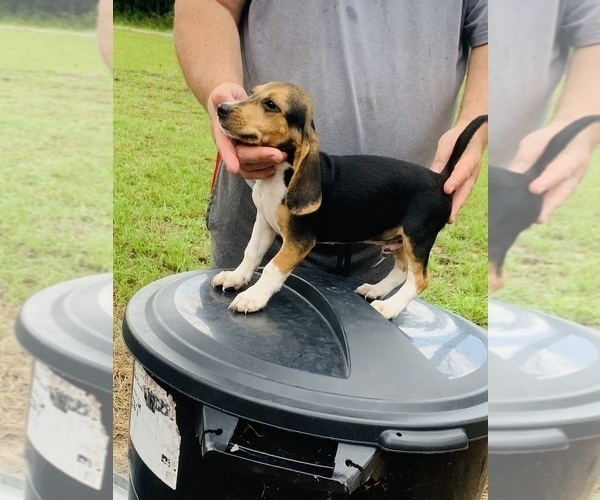 Medium Photo #2 Beagle Puppy For Sale in hazlehurst, GA, USA