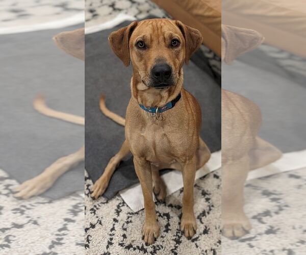 Medium Photo #8 Labrador Retriever-Unknown Mix Puppy For Sale in Columbus, IN, USA