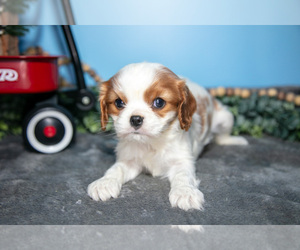 Cavalier King Charles Spaniel Litter for sale in MONTGOMERY, MI, USA