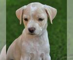 Small #7 Chihuahua Mix